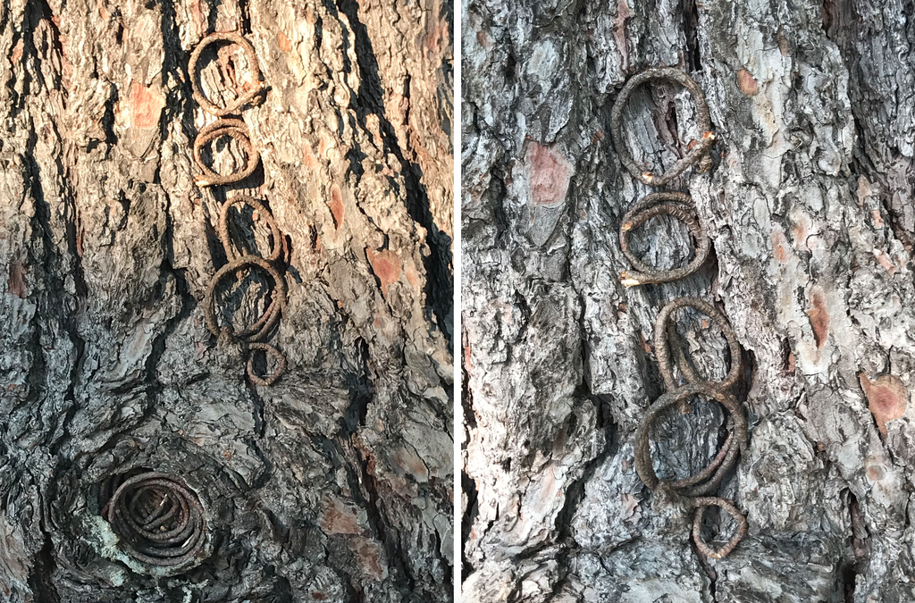 tree rings