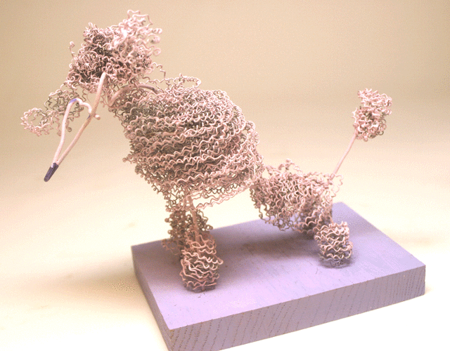 wirehair poodle